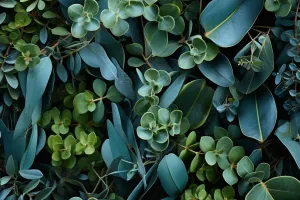 Eucalyptus Spearmint Water Soluble Fragrance