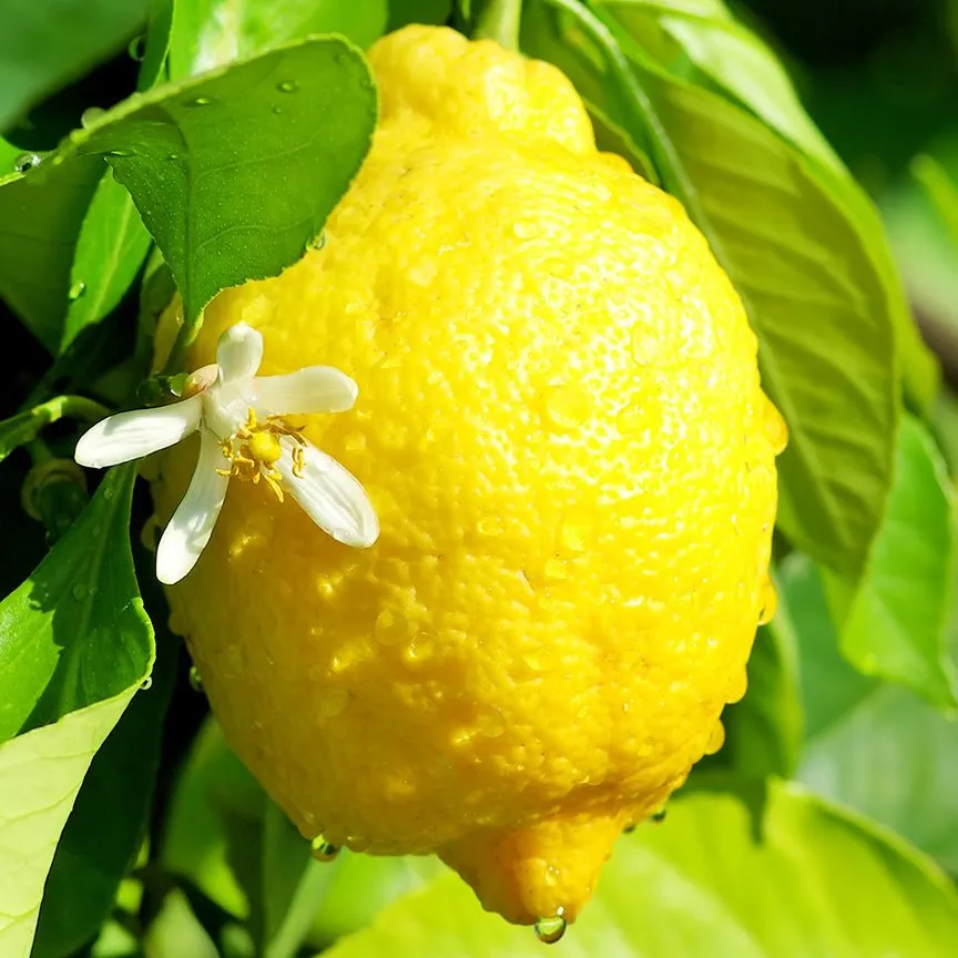 Lemon Essential Oil